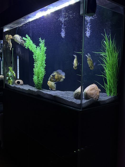 Aquarium / Аквариум / Akvarium