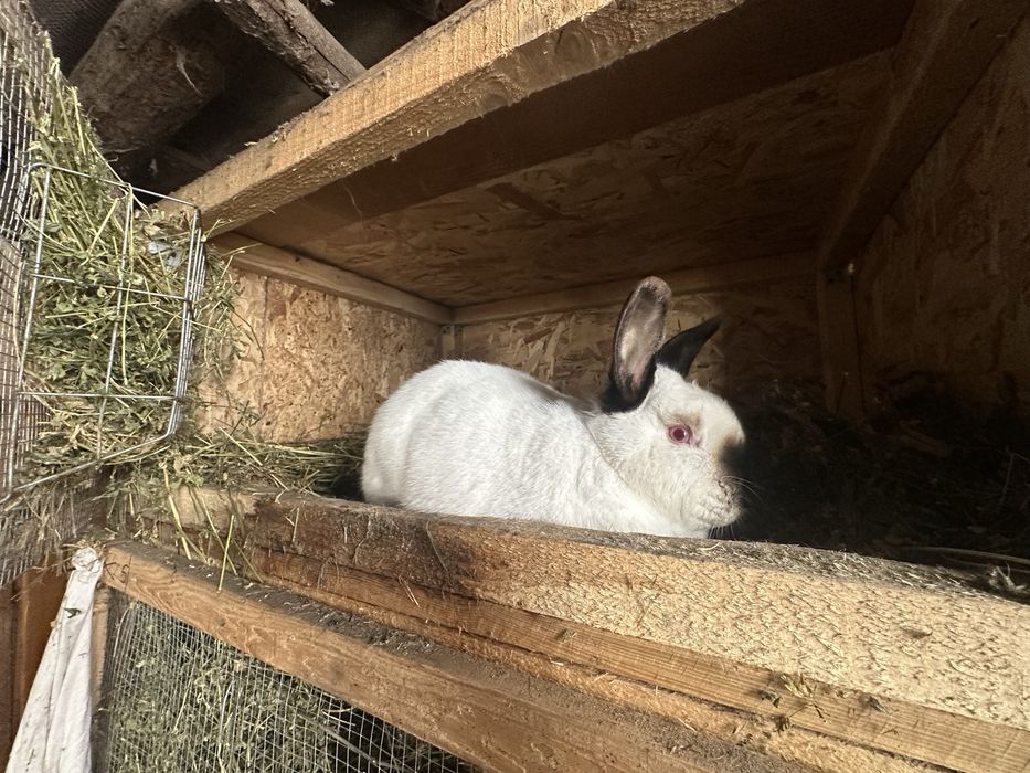 Vand iepuri diferite rase!!