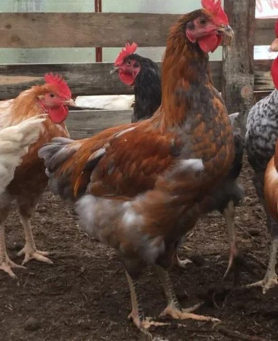 Петухи разные, домашние