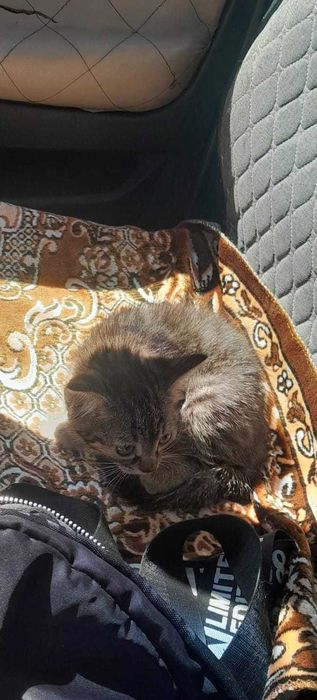 Отдам котят бесплатно