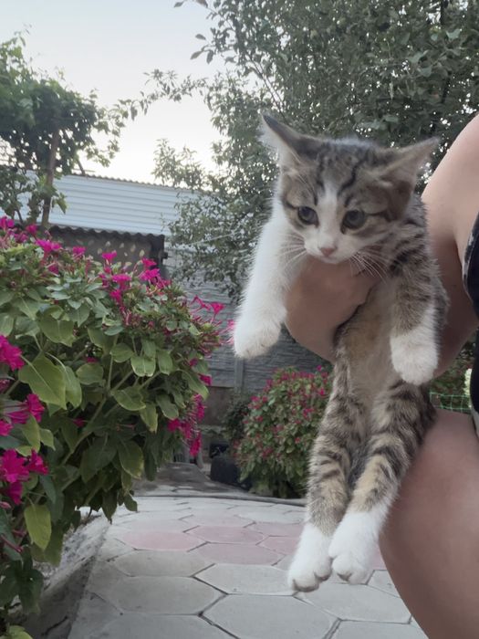 Котята в хорошие руки