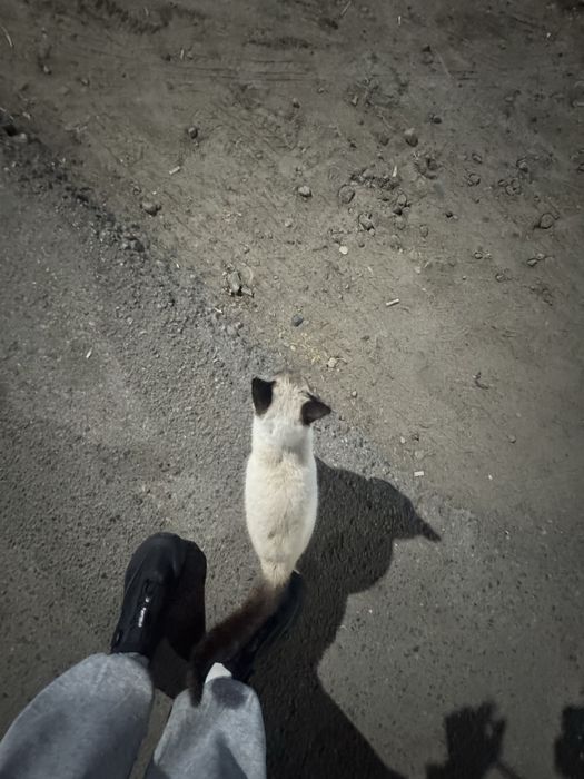 Тайский кот / Сиамский кот