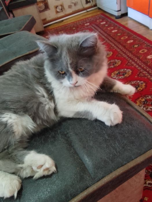 Скотиш страет. Хеланд.