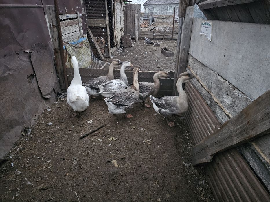 Продам поместных гусей
