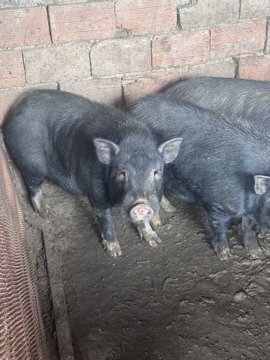 Виетнамски мини прасета 3броя