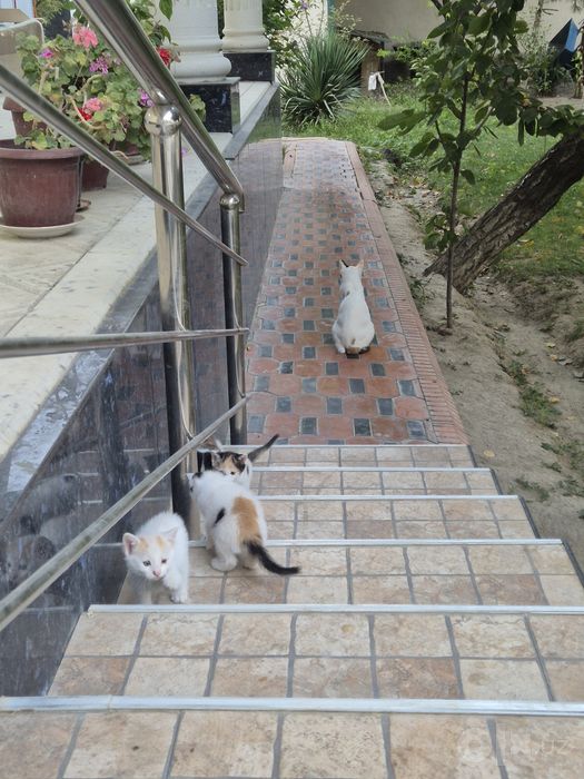 отдам котенков даром
