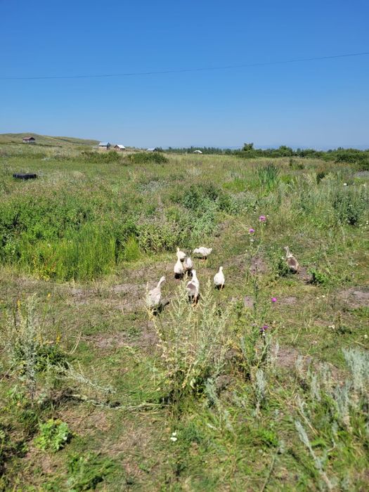 В продаже гусь …