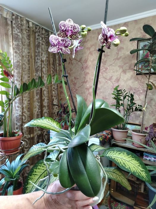 Продаю комнатный цветок