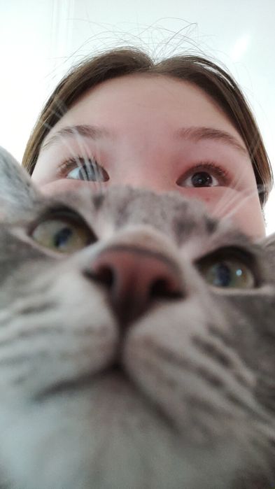 Отдам кота в добрые руки