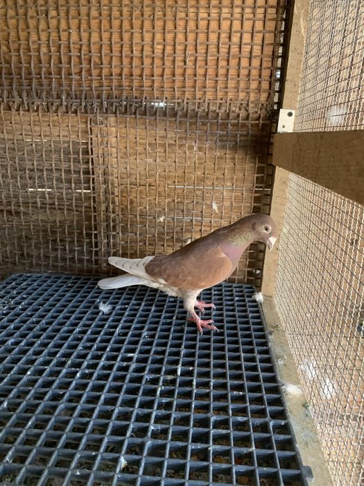 Vand porumbei voiajori