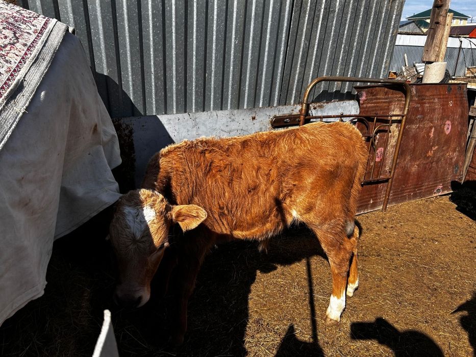 сиыр бузау кашар сатылады