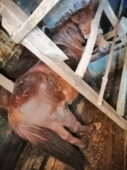 Жылқылар сатылады