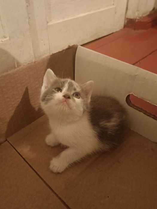 Котенок девочка ищет дом