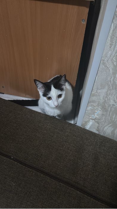 Отдаю кошку в хорошие руки