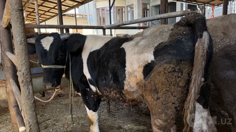 Buqa sotiladi soglom qiziqanla tel qilila
