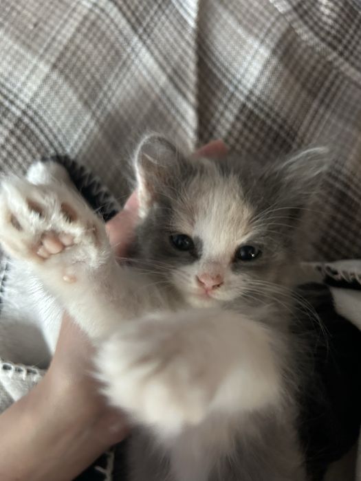 Котенок девочка