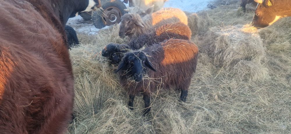 Бараны Продам овцы. Бараны