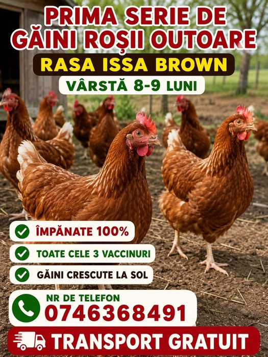 Ferma de găini rasă Issa Brown prima serie