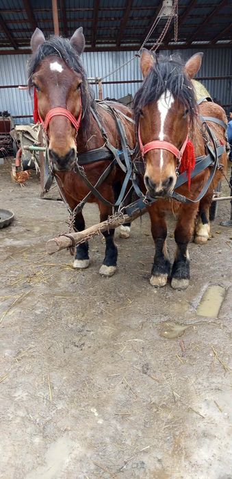 Vând caii 6mii de euro