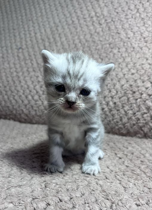 Продам Котят Британцы