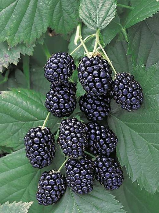 Rezavor meva  maymunjon (ejevika) ko`chatlari