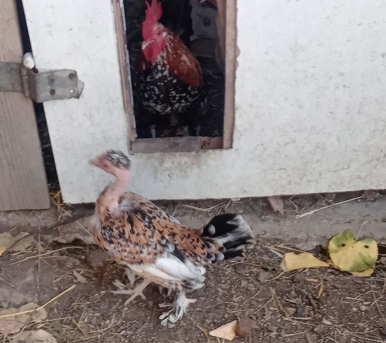 Pitici garlejate și normale