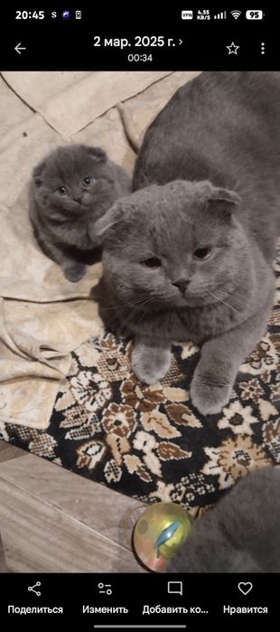 Котята Скоттиш фолдики , упитанные, ухоженные красавчики.