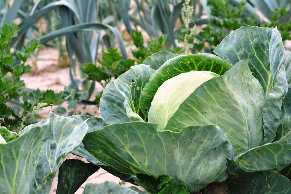 Място под наем гр.Костинброд 500кв.м