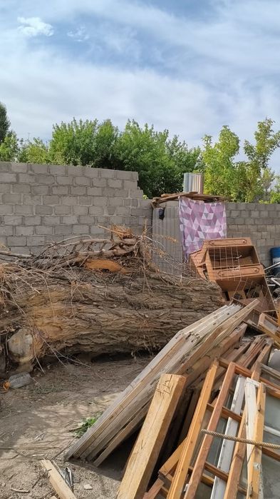 Дерево, Ағаш, Тал