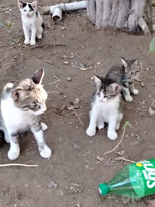 Хадяга берамиз. Домашние кошки.Отдам в харошие добрые руки!