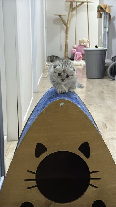 Шотландский вислоухий котенок!
