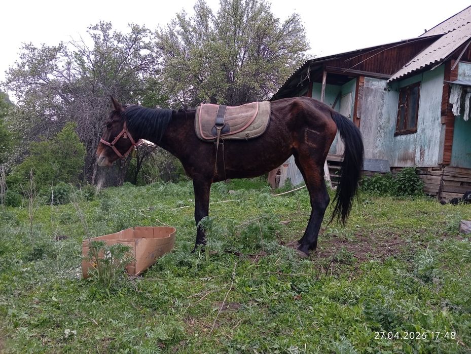 Продам кобылу 4х лет