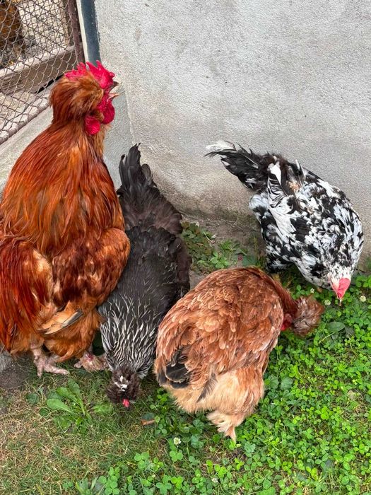 Gaini si cocos motate de vanzare