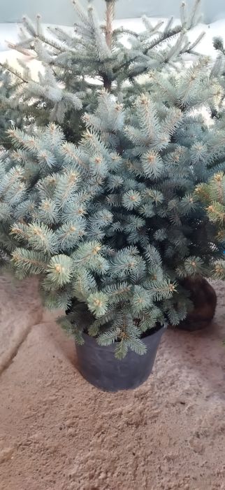 Продается можжевельник