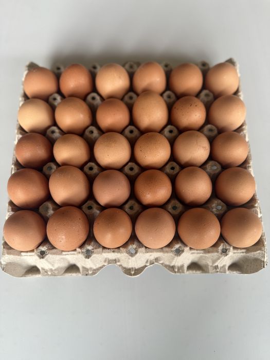 Домашни яйца пресни