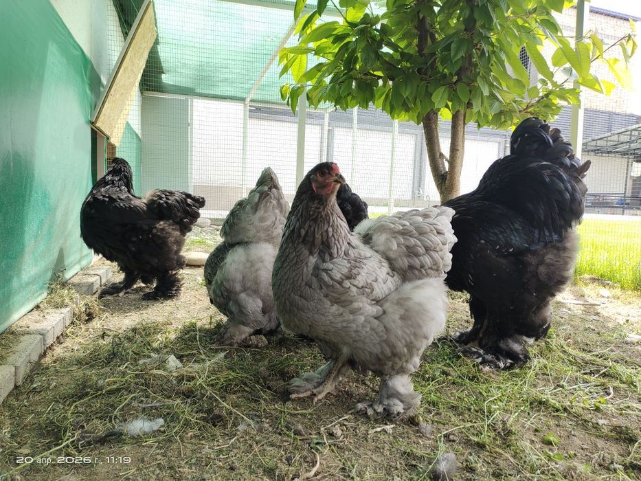 Яйца Брама тухум для инкубации