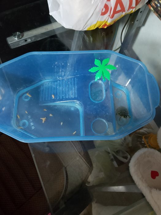 Морская черепашка с домиком и кормом