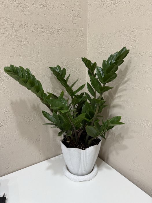 Долларовое дерево 7000 тенге