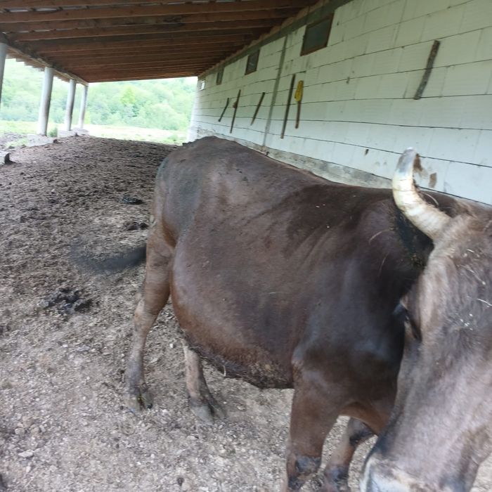 Vand vaca bruna de maramures