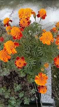 Цветы "Бархатцы" продам 1 грамм 500 тг