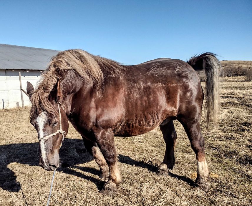 Manza 5 luni breton comtois