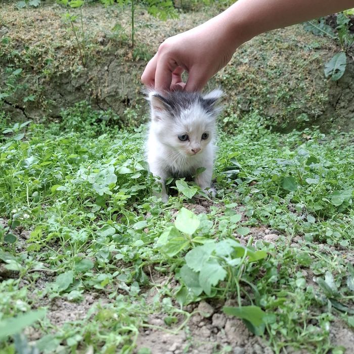 Отдам в хорошие руки