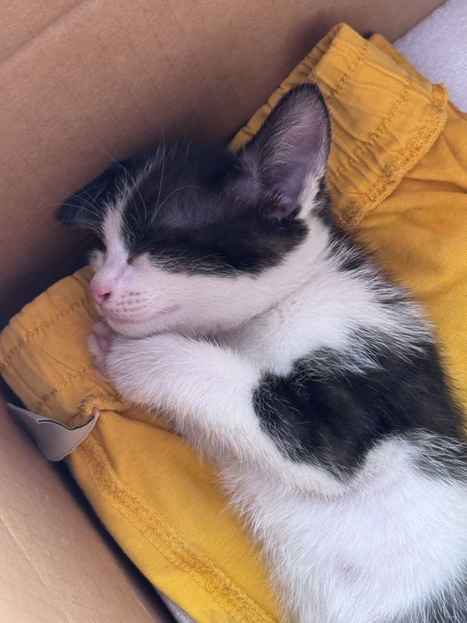 Котенок ищет дом!!