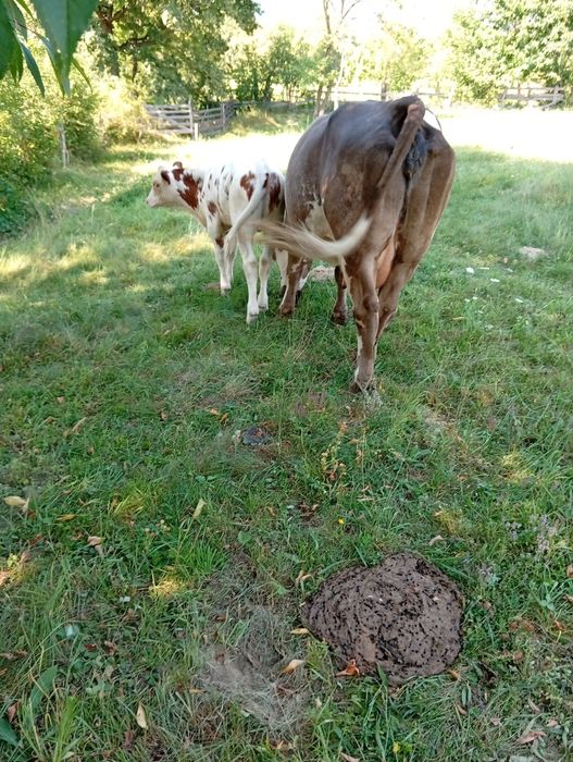 Vând vițea balțata  din vaca buna