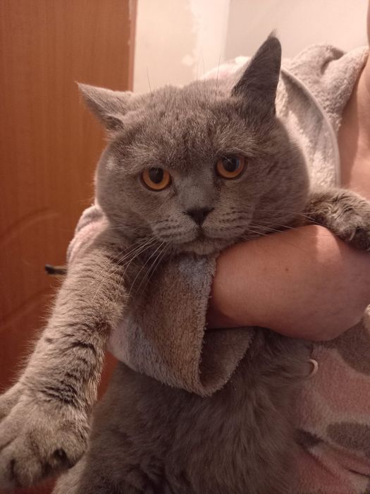 Игривые котята, ищут мам и пап)