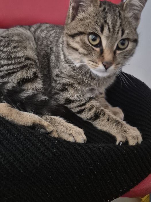 Отдам котика в добрые руки