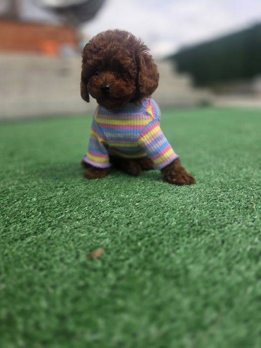 Пудел той момиче с документ за произход