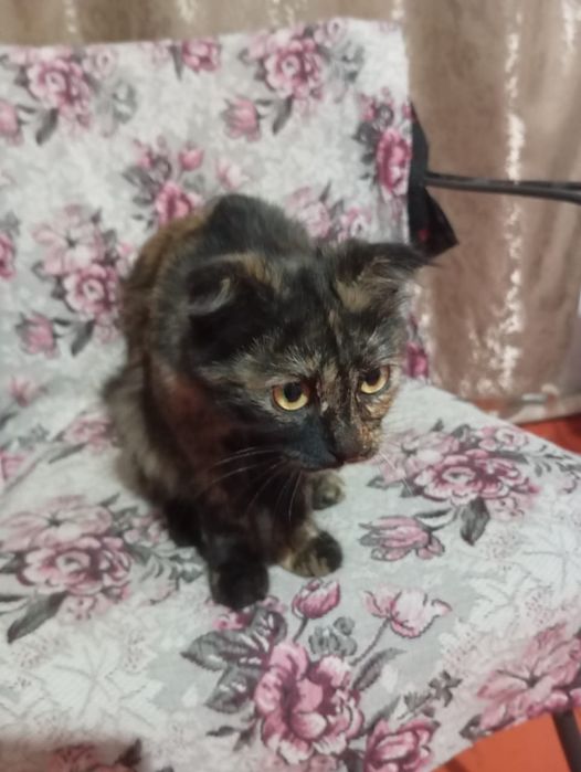 Кошечка ищет дом