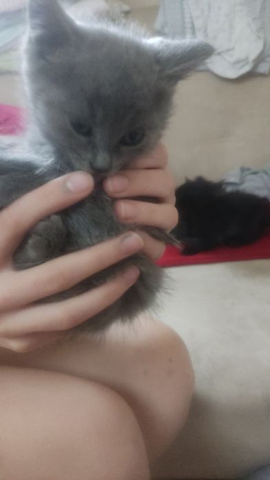 Коты из последних в выводке.