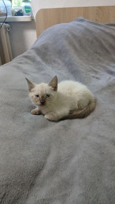 Отдам 2 мальчика 1 девочка